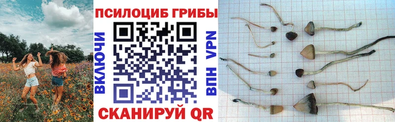 цена   мега ТОР  Псилоцибиновые грибы прущие грибы  Камешково 
